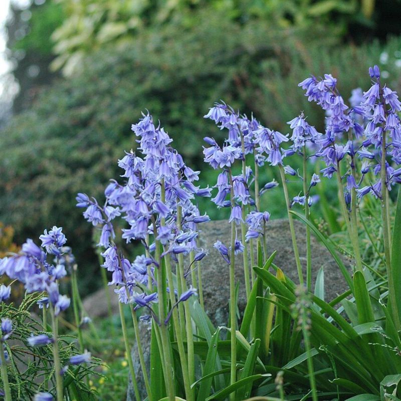 Эндимион в вашем саду: как создать весеннюю симфонию красоты