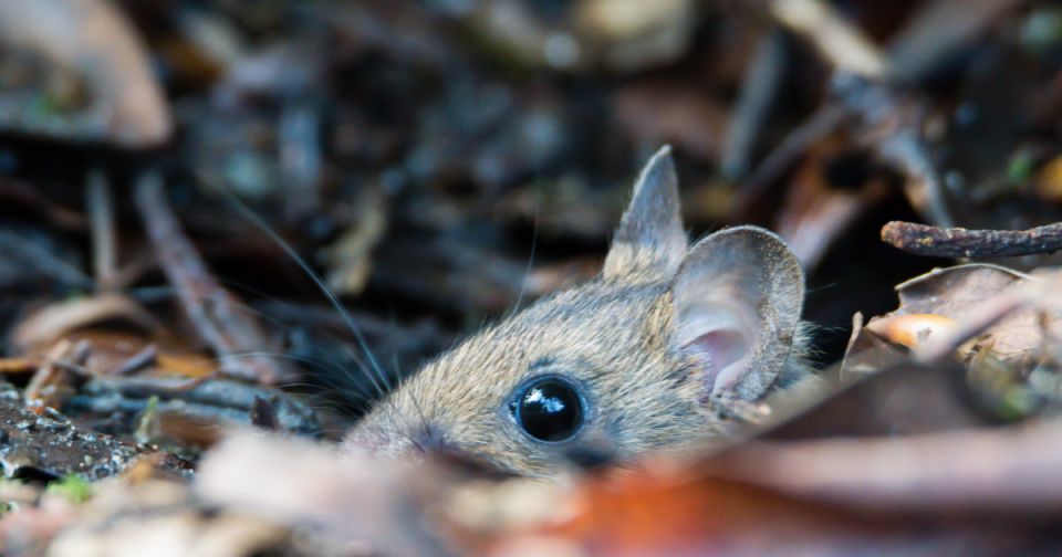 ��� �������� �� ������ � ����������� � ������������: ��������������� ������