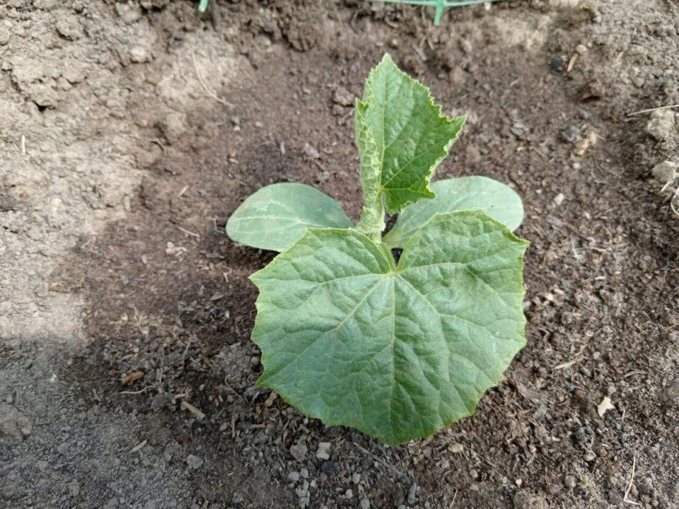 ���� �� �������: ����� ����� ������ ��� ��������� ������