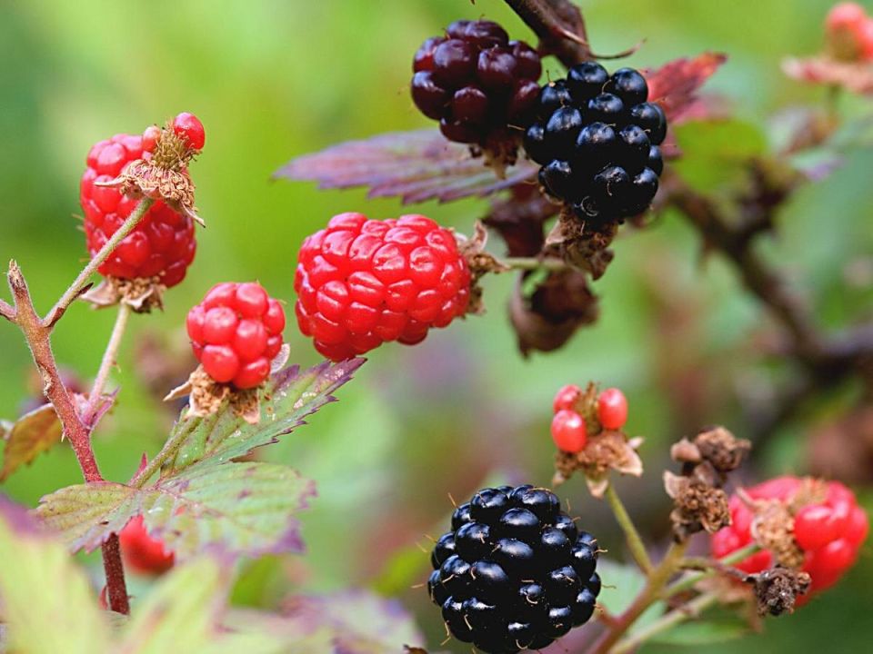 Скелет растений: 7 опасных выборов для вашего крыльца