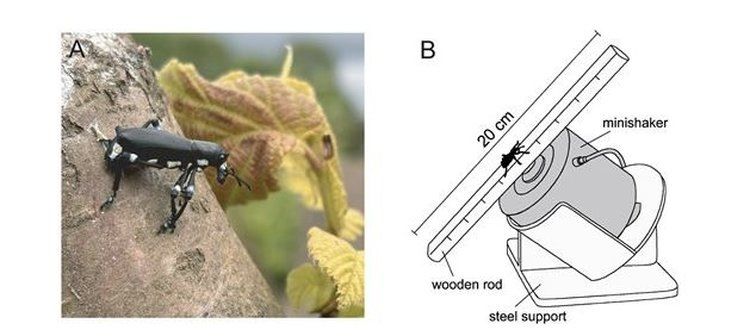Вибрационные технологии в борьбе с долгоносиками: новый взгляд на защиту фундука