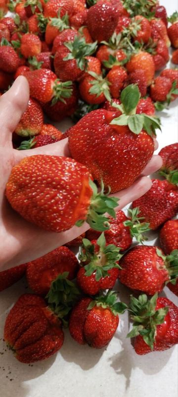 Плодородный сад: секреты шикарной клубники от опытных дачников