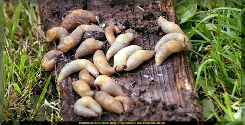 ��� �������� ���� ��� �� �������: ����������� ������ � ������