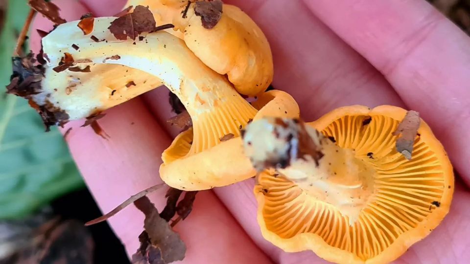 ����� ������ � ������ �������� �� ������: ���������� ��� � ���