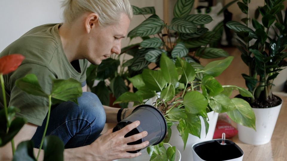 ���� ��������� ������ �� ����� �������: ������������ ������ �����������