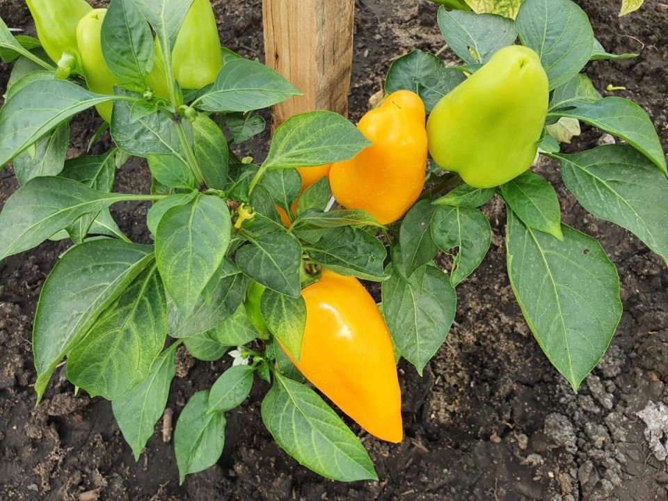 ����� ���������� �������� ������ �������� �����