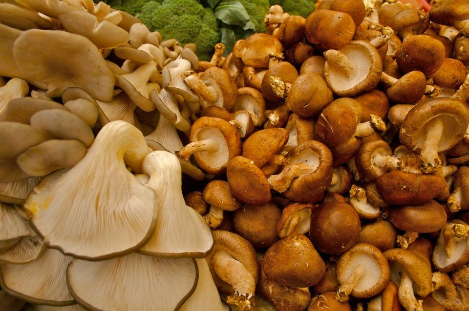 ����� ������ ������: ��� �������, ����������� � ����������� ������� �����