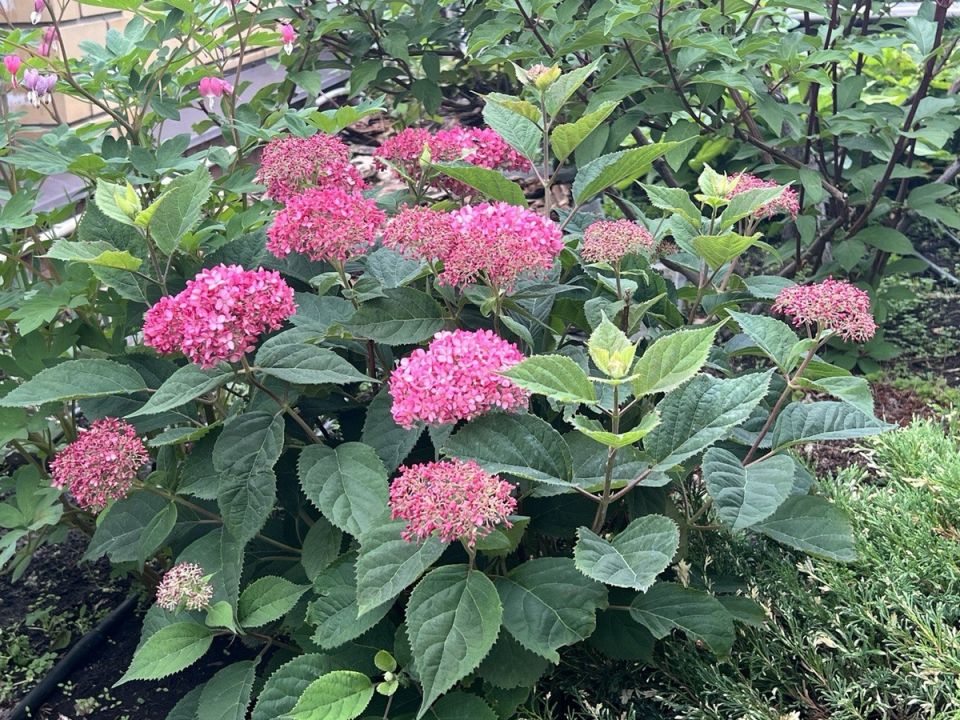 5 ����������� �������� ������������ ���������