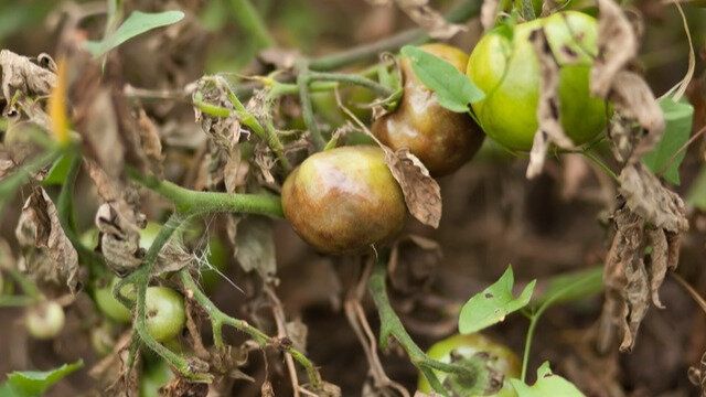 ��� �������� �������� �� ���������: ������ ������ � ������