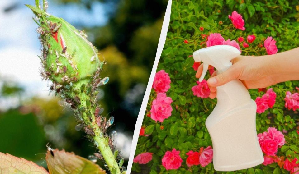 Тля на клумбе: как весной защитить розы и обойтись без дорогих средств