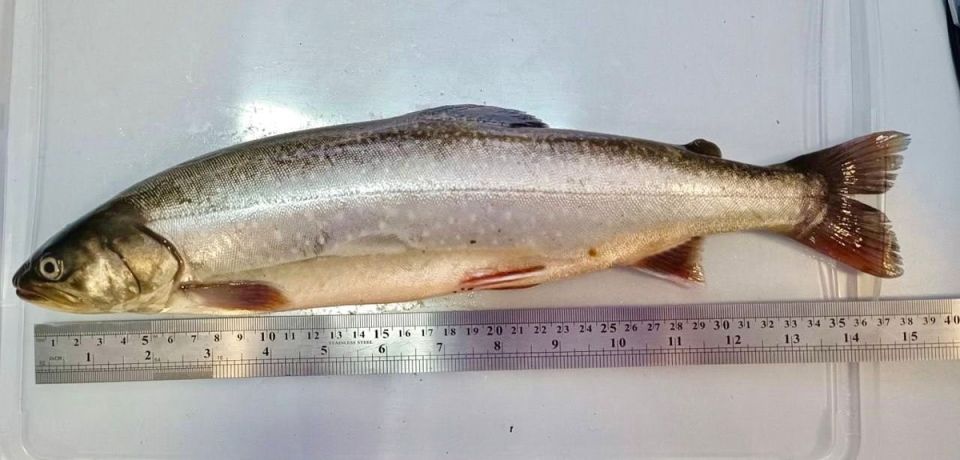 ���������� ������ �������: ��� � ������ ���������� �����?3 ������