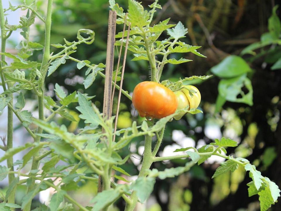 �������� ������� ������: ��� ������� ���������� � ����� ���� ������