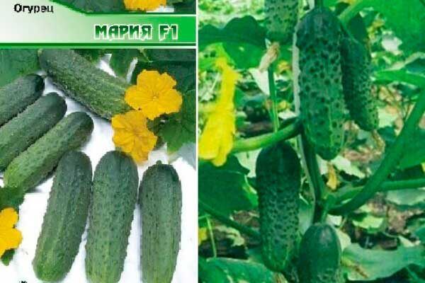 Огурец Мария: идеальный выбор для вашего огорода