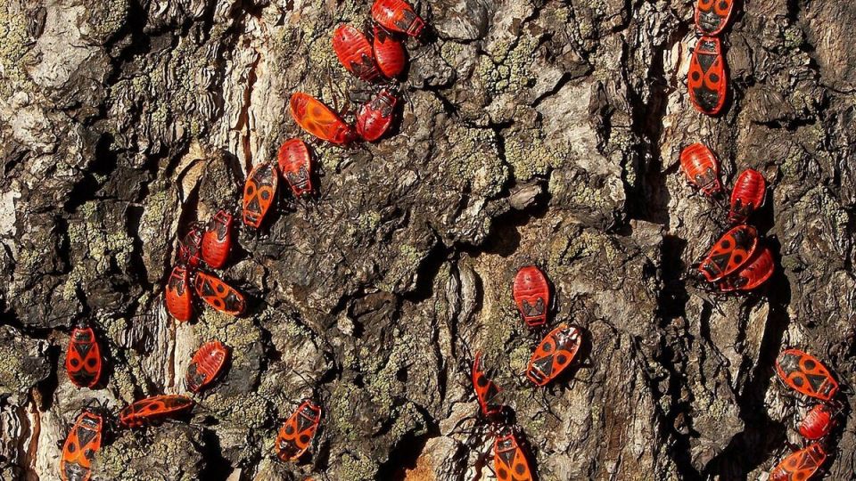 Насекомоядные птицы: ваш тайный союзник в борьбе с вредителями