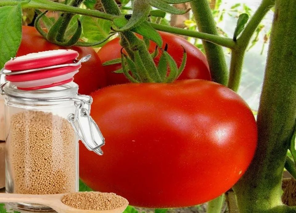 Удобрение для томатов, которое увеличит урожай и укрепит растения