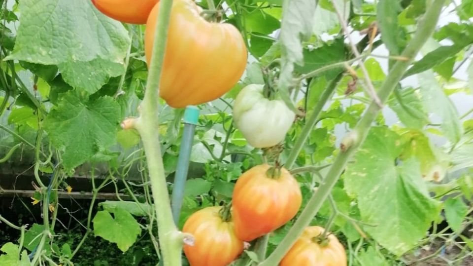 Как правильно поливать томаты и увеличить урожай вдвое без химикатов