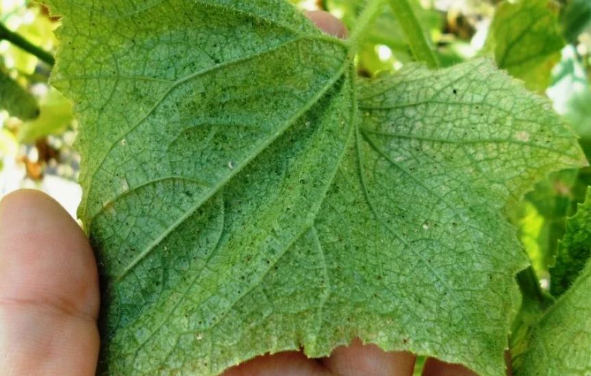 ��� ���������� �������� � ��������� ������ � �������� ������