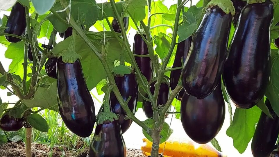 ������� ��������� ������� ���������� � 2026 ����: ��� ������� ���������� ����� �����