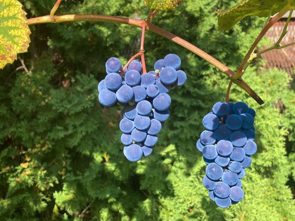 ��� ��������� ������ ���������: ������ ������ �������� �������