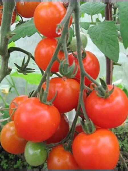 ����� ��������: ������ ������ � �������� ����� ��� ��������