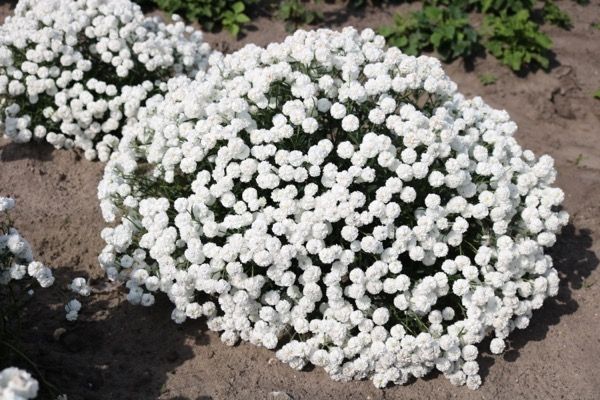 ����������: ������������� ���������� ��� ������ ����