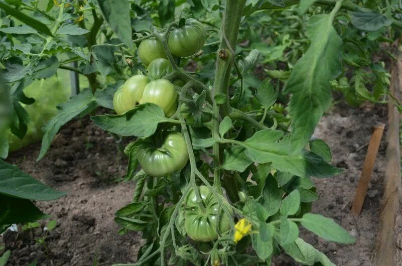 ��� ��������� �������� ������ ������� � ����