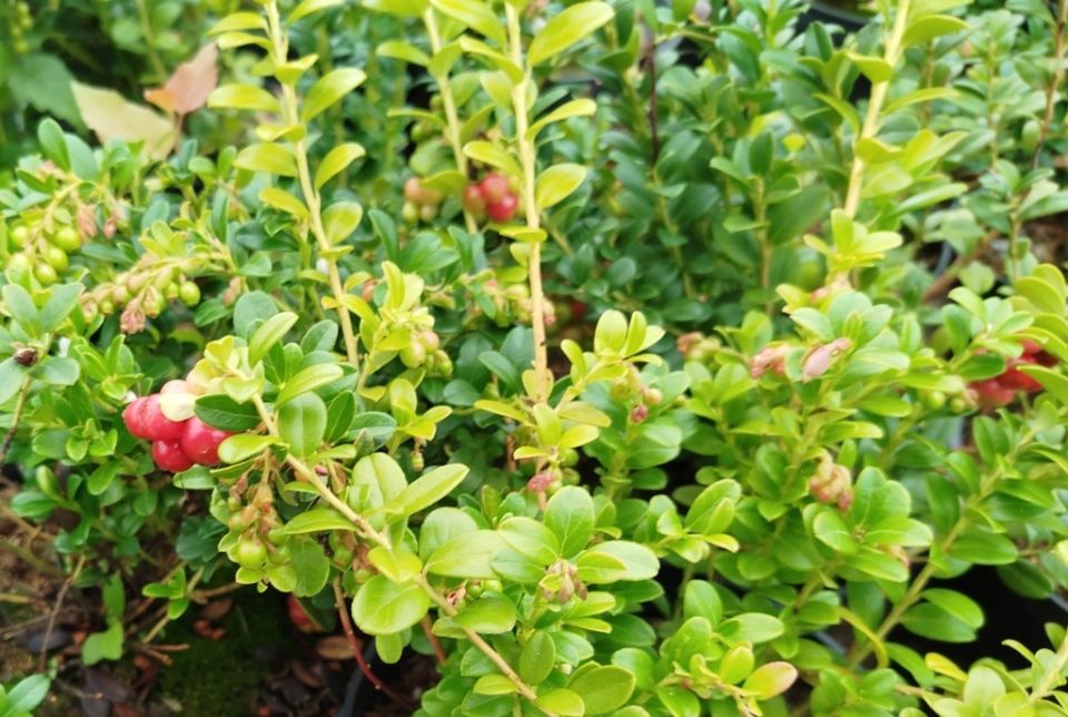 ����������� �������� � ����: ��� �������� ����������� ������