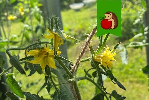 ��� ����������� �������� ������� ��� ��������� �������� �������