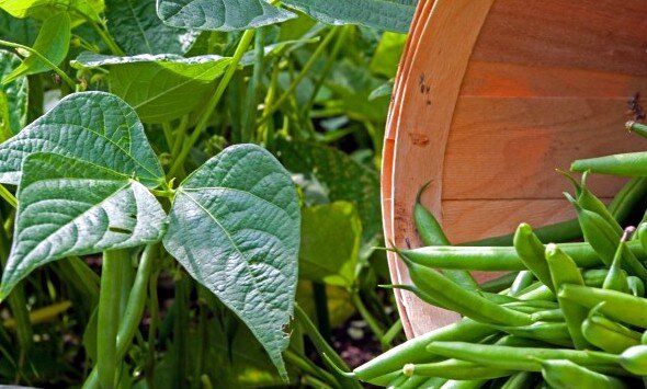 ��� ��������� ������� � �������� ������: �������� �������� �����������