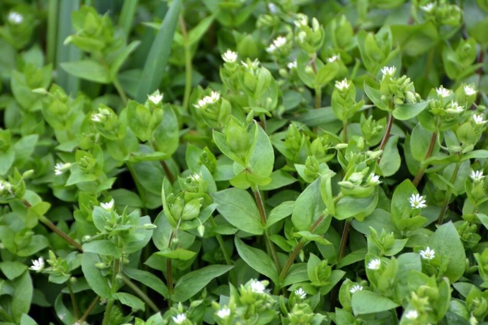 Мокрица: неожиданный подарок природы с удивительными свойствами