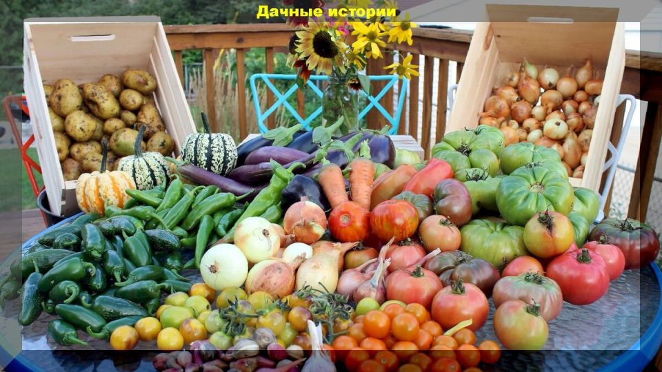 Как добиться богатого урожая: 5 секретов для начинающих дачников