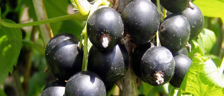 ���� �� ����������� � ����������: ������� �����������