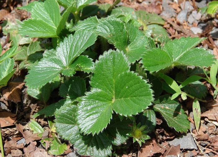 ������� ��������: ����� ����� �������� ������������ ��������