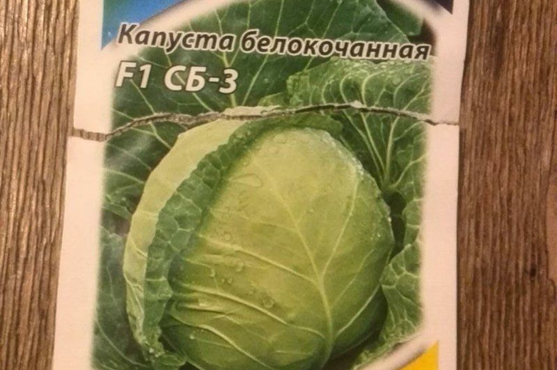 Секреты успешной посадки капусты: когда и как правильно сеять