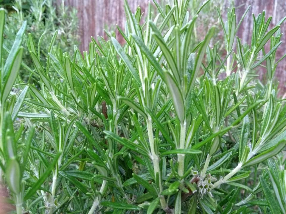 Как размножить розмарин в домашних условиях: простые методы