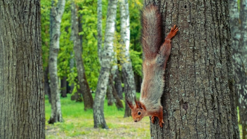 ��������� � ������ �����������: �������� � ������ �� 8 �������