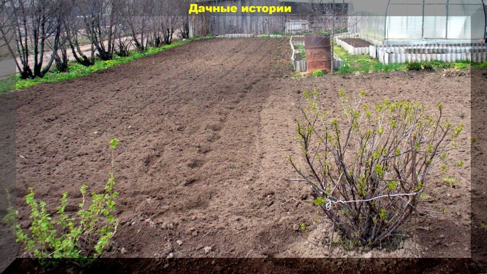 Подготовка к дачному сезону: советы для успешных посевов