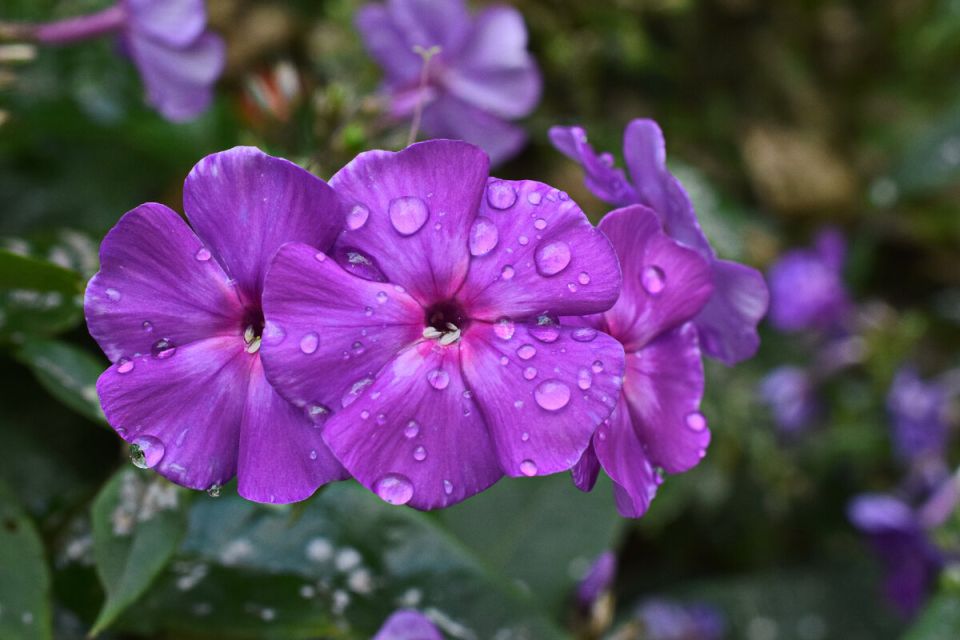 ����������� ������� ���� �� �������� ��� ������ �������� � ��������� ������