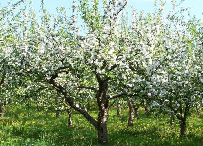 ������ ������� ��������: ������� ��� ��������� ������