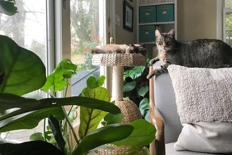 Как создать идеальное пространство для домашних питомцев