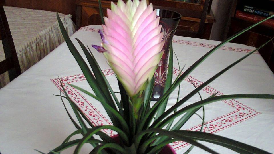 Уникальные секреты ухода за тилландсией: здоровье и красота вашего растения