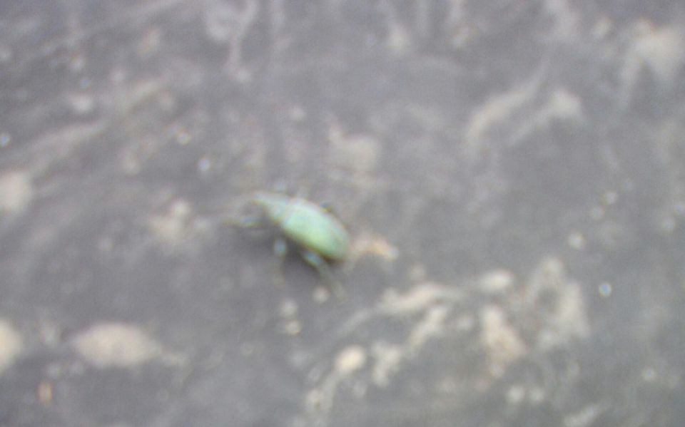 ��� �������� ��������� �� �����������: ������ ��� ��������