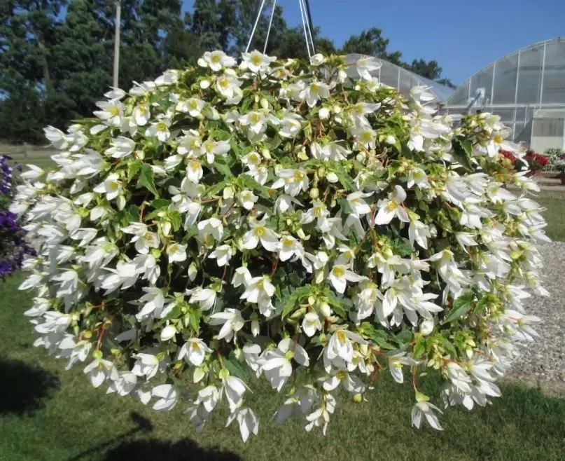 �����, ������� ������� �������: ������� ���������� ���