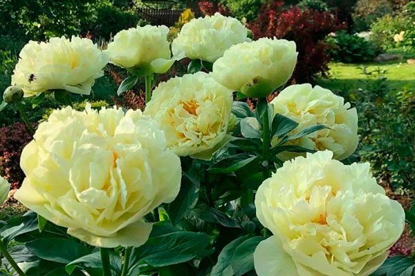 Пион Лемон Шифон: За пределами обычного садового чуда