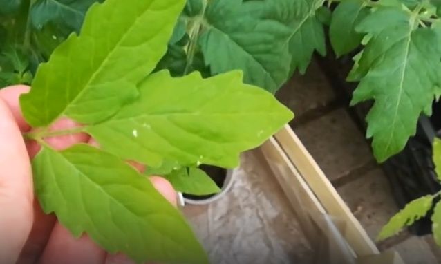 Признаки нехватки питательных веществ у томатов и способы их восполнения