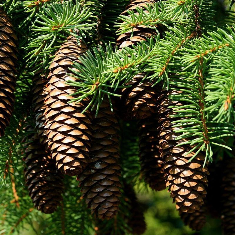 Шишки в саду: как они помогают сохранять влагу и защищают растения