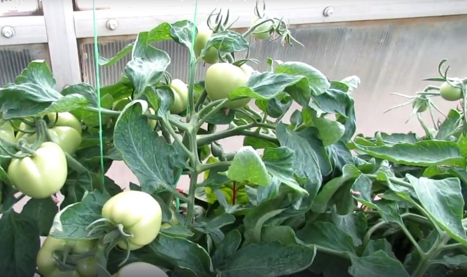 Индетерминантные и детерминантные томаты: что выбрать для идеального урожая?