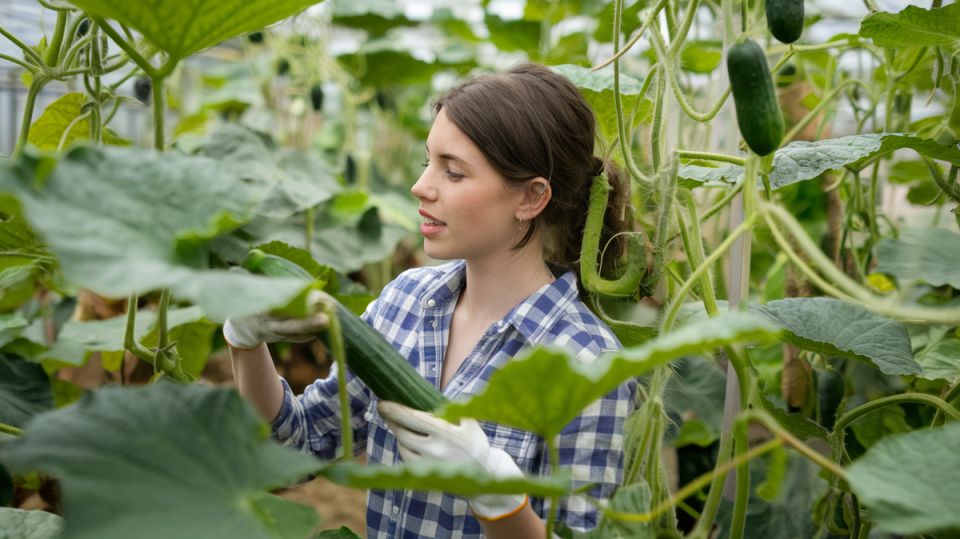 ��� ������������� ������ ������ �������: ������� ����������� ���������