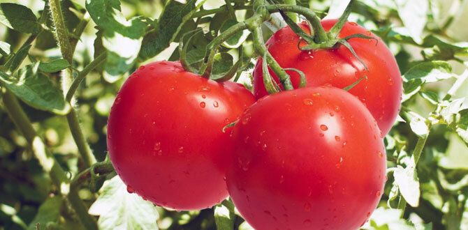 Как правильно удобрять помидоры для получения отличного урожая
